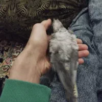 جوجه عروس هلندی