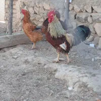 مرغ خروس|حیوانات مزرعه|آشخانه, |دیوار