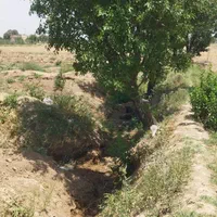 نیم هکتارباغ انگورفاصله بامنطقه مسکونی 1000متر|فروش دفتر صنعتی، کشاورزی، تجاری|تاکستان, |دیوار