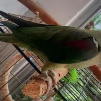 طوطی  رام  (پرنده شاه طوطی اسکندر) با قفس ولوازم|پرنده|شاهرود, |دیوار