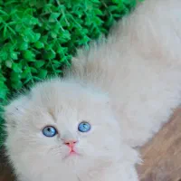 بچه اسکاتیش سیاه و دوستداشتنی|گربه|اصفهان, خانه اصفهان|دیوار