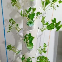 ستون کشت هیدروپونیک