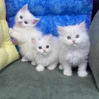 دنیای گربه های اصیل و زیبا( بریتیش پرشین اسکاتیش )|گربه|گرگان, |دیوار