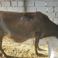 یک عدد گاو جرثه آوست شکم ۵ ماه|حیوانات مزرعه|فهرج, |دیوار