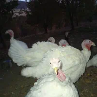 فروش بوقلمون|حیوانات مزرعه|سنندج, |دیوار