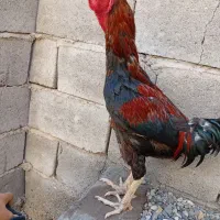 خروس لاری