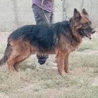 سگ ژرمن شپرد|سگ|رباطکریم, رباطکریم|دیوار