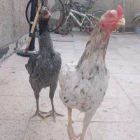 مرغ و خروس لاری طوسی