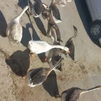 قوغاز چینی گردن ماری|حیوانات مزرعه|مشهد, توس (بلوار توس)|دیوار