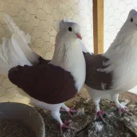 یک جفت دوبال سرخ آس|پرنده|فاضل آباد, |دیوار