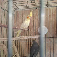 طوطی عروس