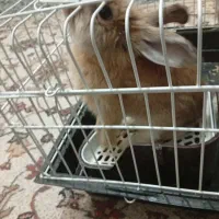 خرگوش با وسایل|موش و خرگوش|اراک, |دیوار