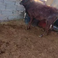 گوساله|حیوانات مزرعه|زابل, |دیوار