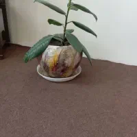 کناره یک متر در 5نیم 7عدد گلدان|فرش|سلماس, |دیوار