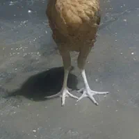 لاری نژاد دار ترک