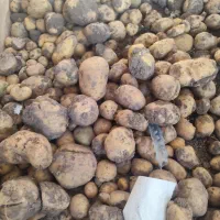 سیب و پیاز|خوردنی و آشامیدنی|جوانرود, |دیوار