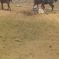 چند راس مادیان
