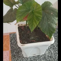 گل های آپارتمانی