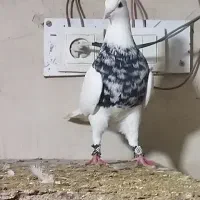 نر زرین امیدیه