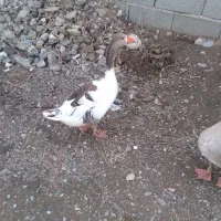 غاز نر بوقلمون ماده