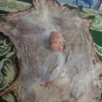 پوست تکه دوساله بزرگ