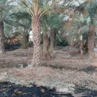 زمین باغ خرمایی