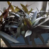 گل طبیعی|گل و گیاه طبیعی|هرسین, |دیوار