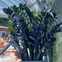 انواع گیاهان آپارتمانی