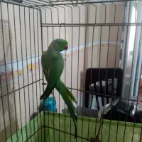 طوطی ملنگو نر مولد|پرنده|مینودشت, |دیوار