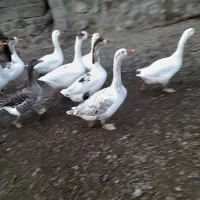 غاز طبیعی  محلی