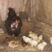 مرغ کرچ با جوجه ومرغ وخروس محلی