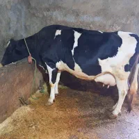 گاو ماده