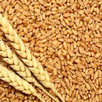 گندم بذر باران|خدمات باغبانی و درختکاری|دشمن زیاری, |دیوار