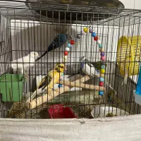 عروس هلندی،قناری،مرغ عشق