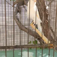 فروش قناری نروماده(فقط فروش تعویض ندارم)