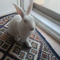 خرگوش نژاد آلبینو