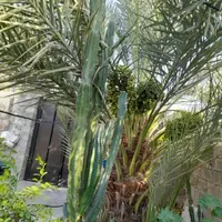 کاکتوس