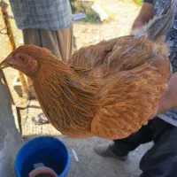 فروش مرغ تخم گذار|حیوانات مزرعه|مرودشت, نقش رستم|دیوار