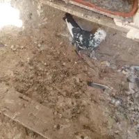 پرنده کبوتر|پرنده|مسجد سلیمان, |دیوار