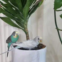 مرغ عشق