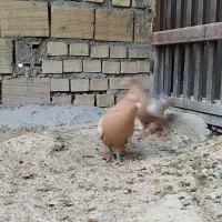 نرماده عروسک|پرنده|اندیمشک, |دیوار