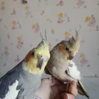 معاوضه عروس هلندی