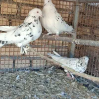 کبوتر|پرنده|سامان, |دیوار