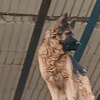 سگ ژرمن آماده جفت ماده باهوش حرف گوش کن|سگ|ماهدشت, |دیوار