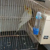 جفت عروس هلندی لوتینو دم تخم