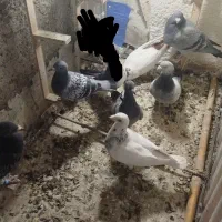 کبوتر کفتر آلمانی رنگی