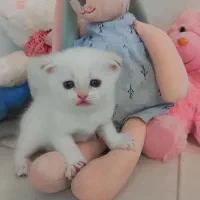 اسکاتیش ماده