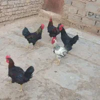 خروس جوان ۵ماهه