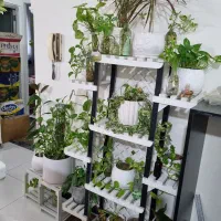 باکس گل پی وی سی ضد اب|گل و گیاه طبیعی|مشهد, کوشش|دیوار