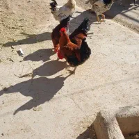 خروس|حیوانات مزرعه|فیروزه, |دیوار